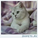 Британские котята