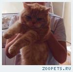 Найден британец