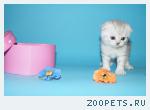 Продажа клубных котят скоттиш фолд