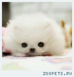 Померанский миниатюрный шпиц 