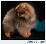 Померанский миниатюрный шпиц 