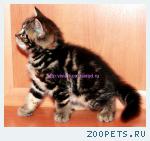 Британские котята мрамор из питомника VIVIAN