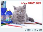 Британский котенок на счастье.