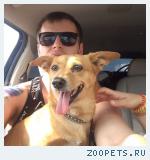 найдена собака