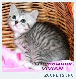 Британские котята вискас из питомника VIVIAN