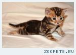 Бенгальские котята