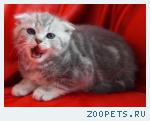 Шотландские вислоухие кошечки