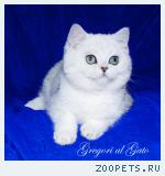 Британские котята шиншиллы c изумрудными глазками