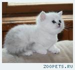 британские котята редкого окраса