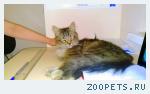 Найден кот
