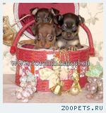 Русский Той-терьер эксклюзивные щенки фото-продажа