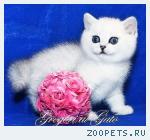 Британские котята шиншиллы c изумрудными глазками