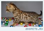 Бенгальские клубные котята