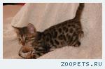 Бенгальские клубные котята