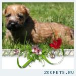 Продажа щенков Ирландского пшеничного терьера!