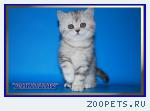 Британские котята из питомника Daryacats 