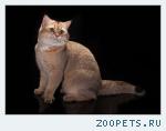 вязка с золотым британским котом