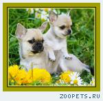 Чихуахуа  мальчики