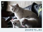 Котята британской серебристой шиншиллы