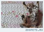 Бенгальские клубные котята
