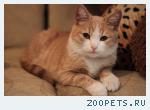 Найден кот