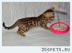 Бенгальские котята