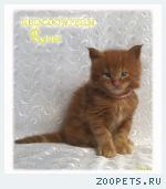 Котенок Мейн Кун красный солид