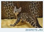 Бенгальские котята розетка на золоте