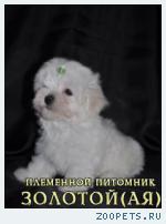 Щенки Мальтезе, Мальтийской болонки мини и стандарт 