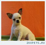  Продажа щенков чихуахуа