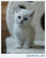 Британские котята