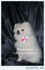 Шпиц Немецкий Миниатюрный (Померанский) Щенки
