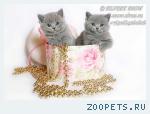 Британский котенок из питомника.