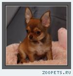 Чихуахуа роскошная девочка