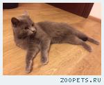 Найдена кошечка