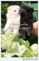 Щенки миниатюрного шпица