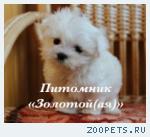 Щенки Мальтезе, Мальтийской болонки мини и стандарт 