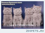 Британский котенок из питомника.