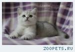 Британские котята