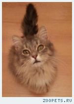 Котик ищет дом