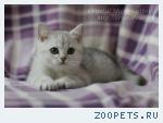 Британские котята
