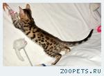 Бенгальские котята