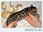 Бенгальские котята