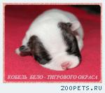 Французского бульдога щенки из питомника