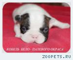 Французского бульдога щенки из питомника