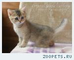 Британские котята