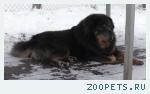 Продаются щенки тибетского мастифа