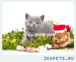Голубой британский котенок на Новый Год.