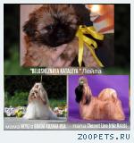 Щенок шитцу продается