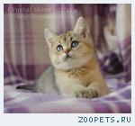 Британские котята
